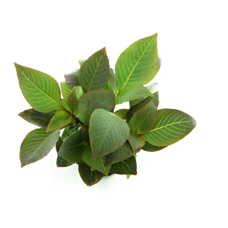 Dennerle Hygrophila corymbosa Compact - imagine 5